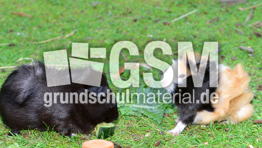 Meerschweinchen (11).jpg